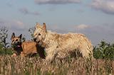 BOUVIER DES ARDENNES 213